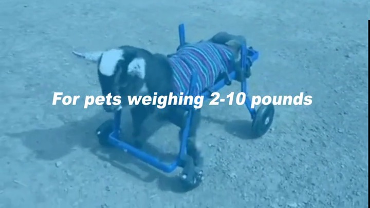 犬用車いす 青 4つのキャスター付き 犬用動物用車椅子 - Walkin' Wheels Full Support/4-Wheel MINI