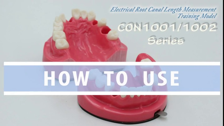 Jaw anatomical model - CON1001 Series - Nissin Dental Products Inc