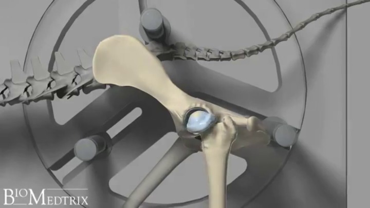 Total hip arthroplasty veterinary hip prosthesis - CFX® Micro, CFX® Nano -  Biomedtrix - for canines / for cats