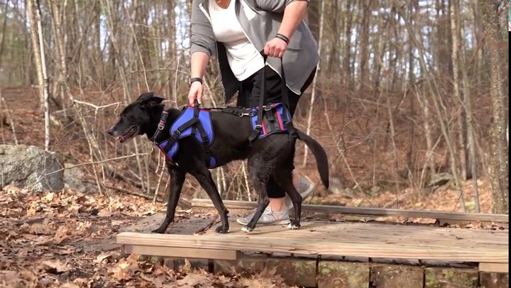 Walkin lift combo outlet harness